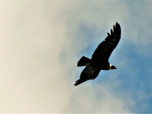 DSCN6516 