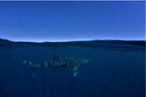 3 Islands (154 of 229)