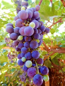 DSCN3869