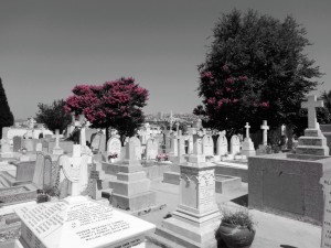 DSCN3950