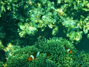 DSCN5990