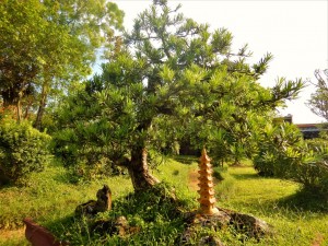 DSCN5531 