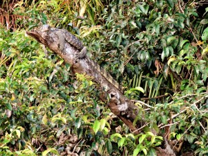DSCN0291 