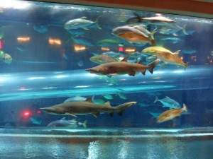 DSC01259 (2) 